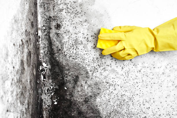 Office Mold Removal Services in Kronenwetter, WI