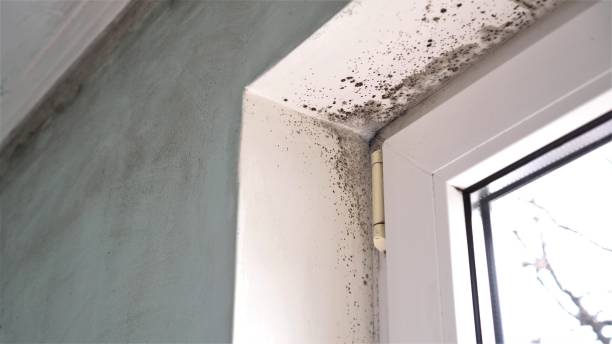 Best Same-Day Mold Removal  in Kronenwetter, WI