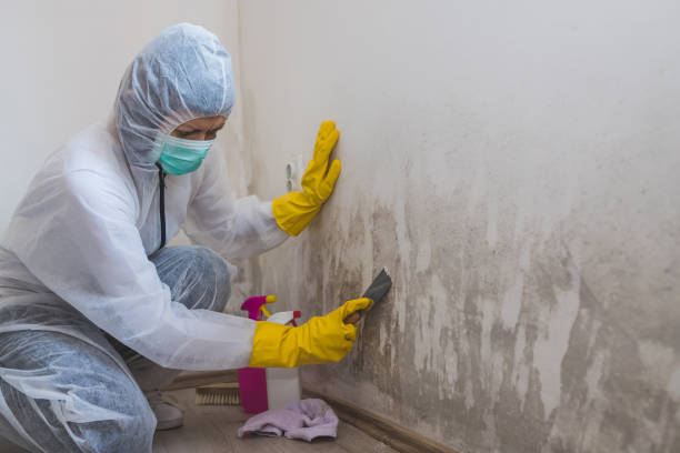 Best Certified Mold Removal  in Kronenwetter, WI