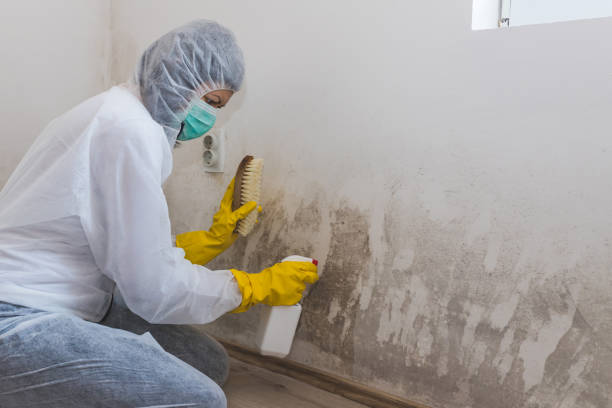 Best Black Mold Removal  in Kronenwetter, WI