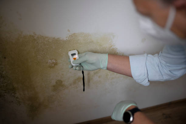 Best Home Mold Removal  in Kronenwetter, WI