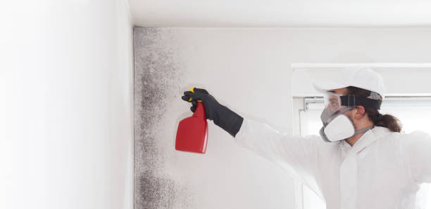 Best Local Mold Removal Service  in Kronenwetter, WI