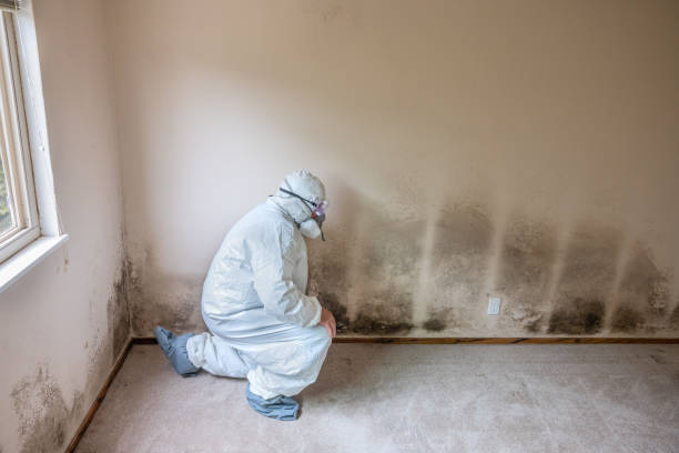 Attic Mold Removal in Kronenwetter, WI